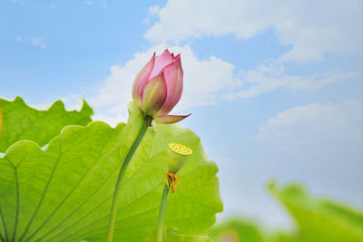 Close-up of pink lotus water lily against sky