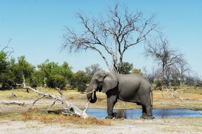 Side view of elephant on field against clear sky