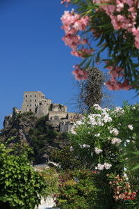 Low angle view of flowering plants by building against sky