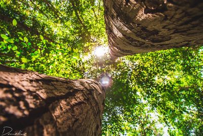 Low angle view of tree trunk in forest