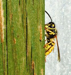 Wasp on wooden plank