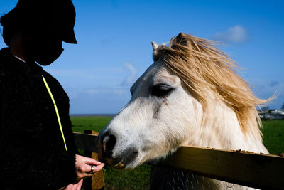 View of a horse on field