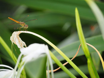 Close-up of insect on plant