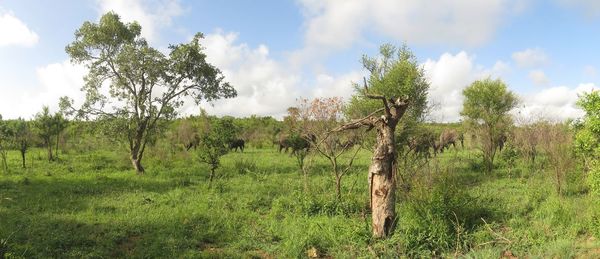 Panoramic shot of trees on field against sky