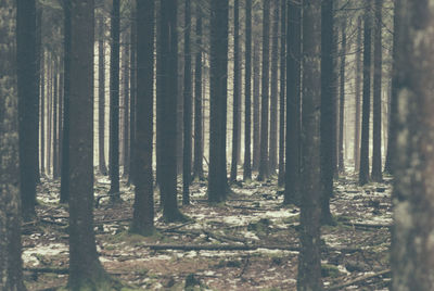 Trees in forest