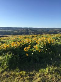 Yellow flowers blooming on field against clear sky