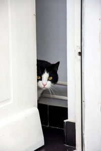 Portrait of cat peeking through door