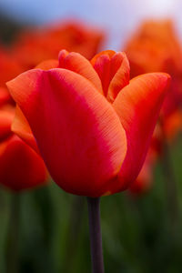 Close-up of red tulip blooming outdoors