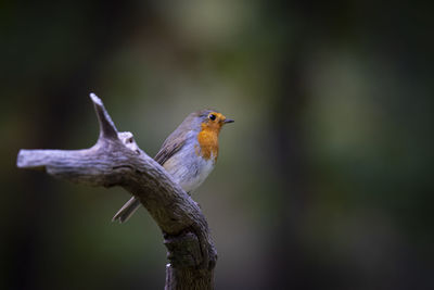 Close-up of bird perching on a tree