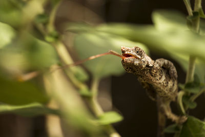 Close-up of a lizard on plant