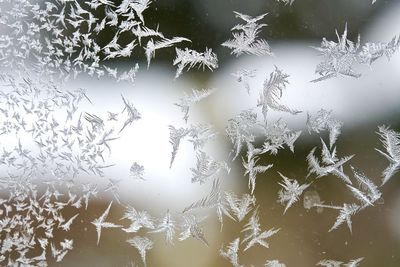 Close-up of frozen plants during winter