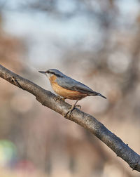 Close-up of bird perching on branch