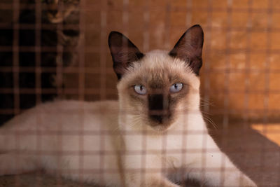 Cat sitting inside of cage and looking at camera