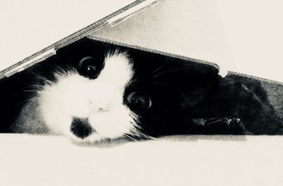 Close-up portrait of cat relaxing at home