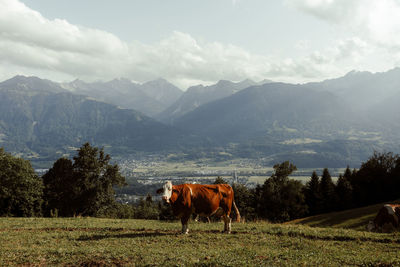 Horses grazing on field against mountains