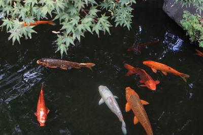 High angle view of koi carps swimming in pond