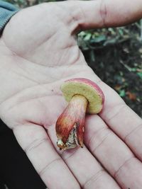 Close-up of hand holding fruit