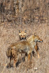 Foxes standing on field