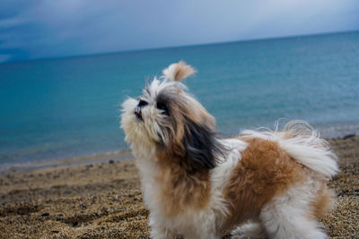 Portrait of a dog on sandy beach