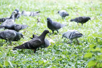 Ducks on a field