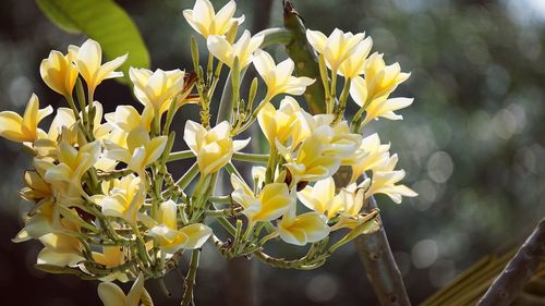 Close-up of yellow frangipanis blooming outdoors