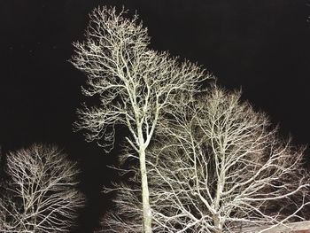 Close-up of illuminated tree against clear sky at night