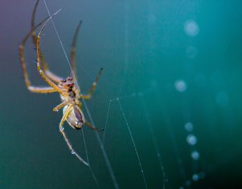 Close-up of spider on web