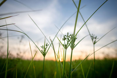 Close-up of grass on field against sky