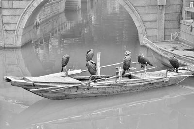 Cormorant fishing boat floating on a river. tongli, water town. china.