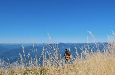 Person on grass against clear blue sky