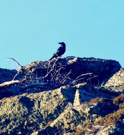 Low angle view of bird perching on tree