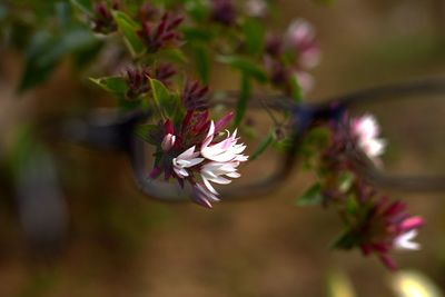 Close-up of purple flowering plant