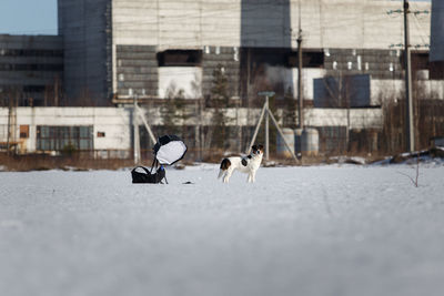 View of horse in winter