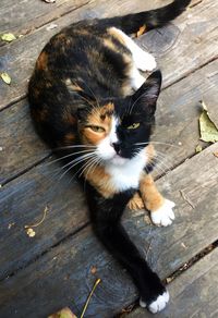 High angle portrait of cat relaxing on wood