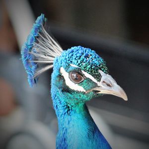 Close-up of peacock