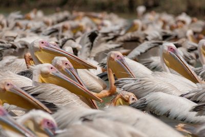 Close-up of birds perching