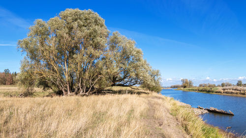 Scenic view of trees by lake against blue sky