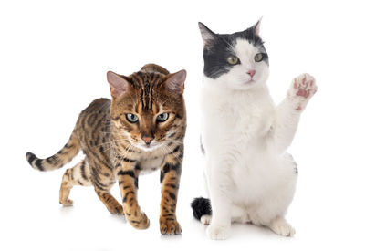 Portrait of cats against white background