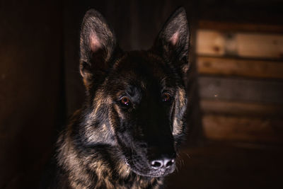 Close-up of a dog looking away