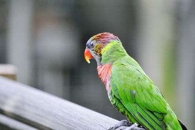 Close-up of parrot perching on leaf