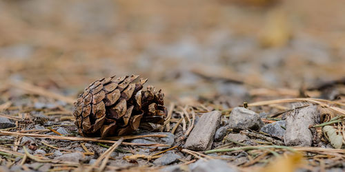 Fir cone on forest soil close-up focus stacking