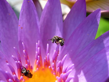 Pink lotus with bee