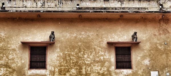 Monkeys sitting on window