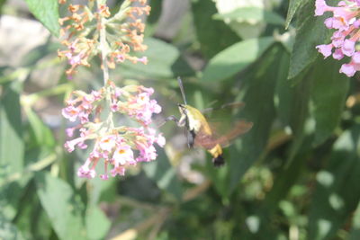 Close-up of honey bee on pink flower