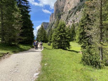 Rear view of people walking on road by trees