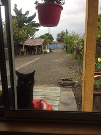 Cat sitting by trees against sky