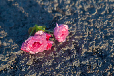 Close-up of pink rose flower