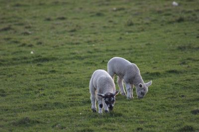 Sheep grazing in a field