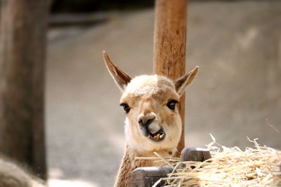 Portrait of lllama in zoo