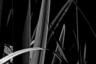 Close-up of leaves against black background